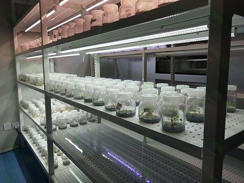 达拉特植物组织培养实验室设计建设方案